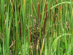 Cistothorus palustris