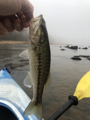 Micropterus henshalli