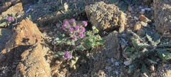 Phacelia crenulata ambigua