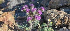 Phacelia crenulata ambigua