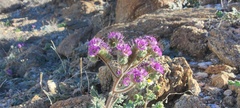 Phacelia crenulata ambigua