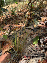 Festuca occidentalis