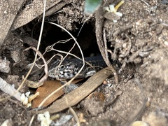 Liopholis multiscutata