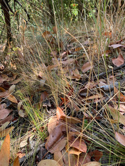 Festuca occidentalis