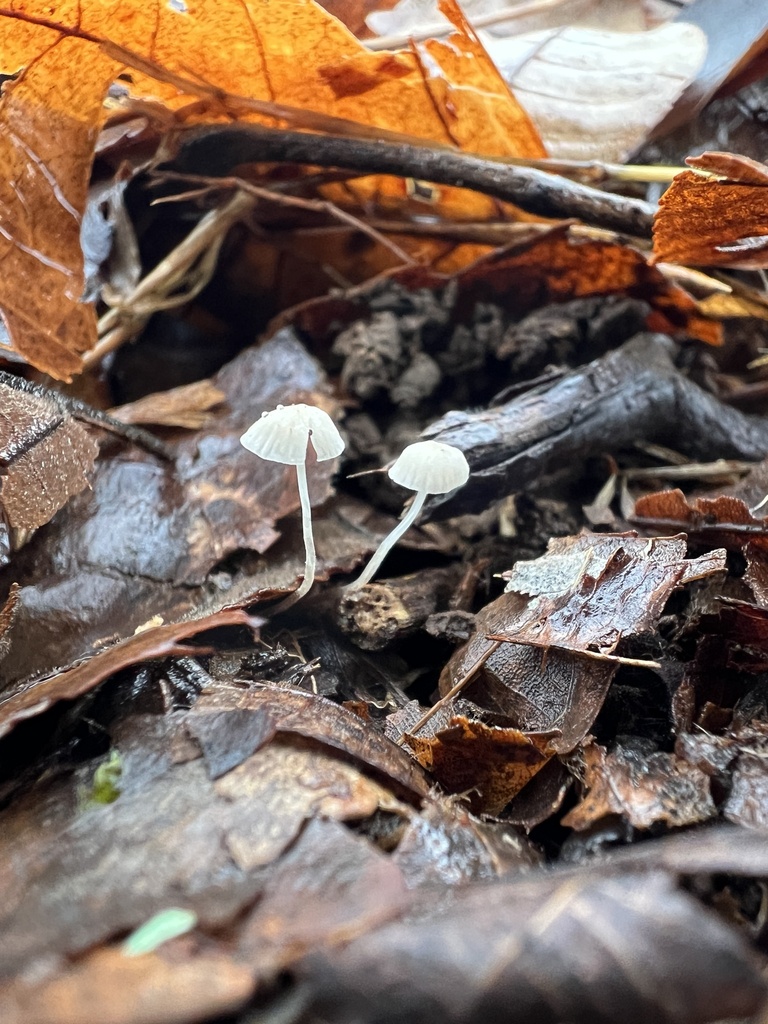 Mycena mirata from Albert Johnson Rd, Nashville, IN, US on December 10 ...