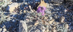 Phacelia crenulata ambigua