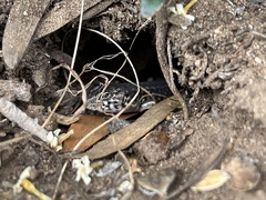 Liopholis multiscutata