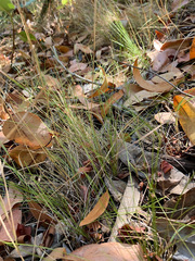 Festuca occidentalis