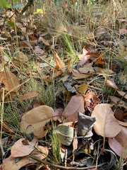 Festuca occidentalis