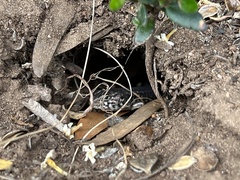 Liopholis multiscutata