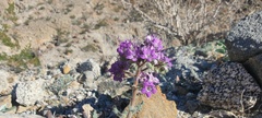 Phacelia crenulata ambigua
