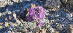 Phacelia crenulata ambigua