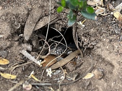 Liopholis multiscutata