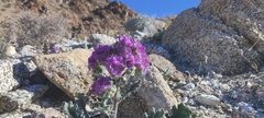 Phacelia crenulata ambigua