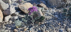 Phacelia crenulata ambigua