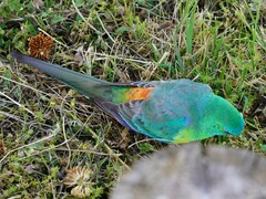 Psephotus haematonotus