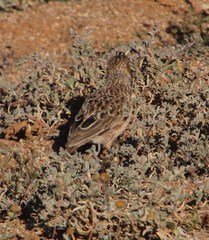 Chersomanes albofasciata