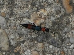 Paederus cruenticollis