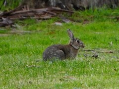 Oryctolagus cuniculus