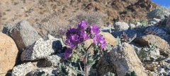 Phacelia crenulata ambigua