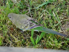 Psephotus haematonotus