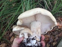 Macrocybe titans