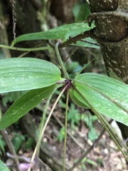 Bomarea edulis