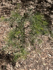 Hakea decurrens physocarpa