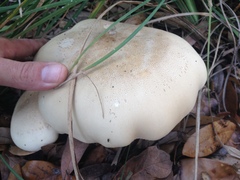 Macrocybe titans