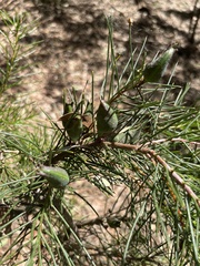 Hakea decurrens physocarpa