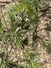 Hakea decurrens physocarpa