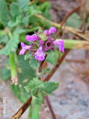 Stachys agraria