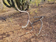 Cylindropuntia cholla