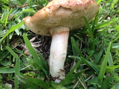 Xanthoconium affine affine