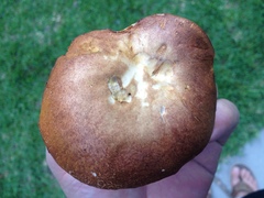 Xanthoconium affine affine