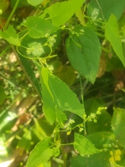 Muehlenbeckia gracillima