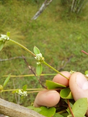 Gomphrenoideae