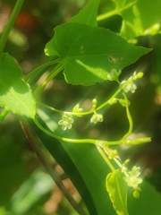 Muehlenbeckia gracillima