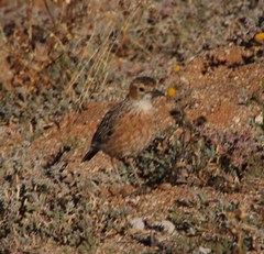 Chersomanes albofasciata
