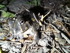 Odontophrynus