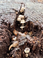 Mycena overholtsii