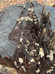 Mycena overholtsii