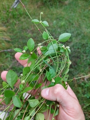 Gomphrenoideae