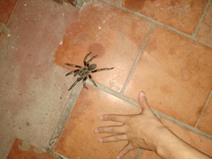 Grammostola pulchripes