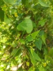 Muehlenbeckia gracillima