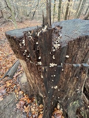 Mycena overholtsii