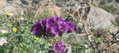 Phacelia crenulata ambigua