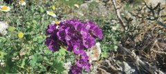 Phacelia crenulata ambigua
