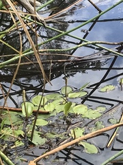 Potamogeton cheesemanii