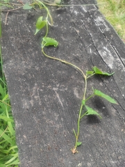 Muehlenbeckia gracillima